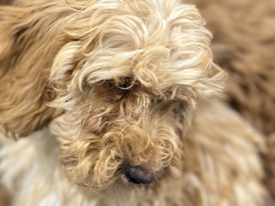 🐶 Cavapoo puppies in Wicklow 🐶