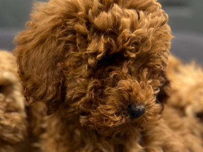 🐶 Cavapoo puppies in Wicklow 🐶