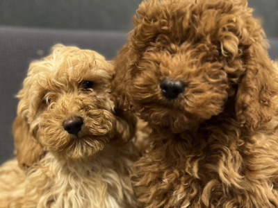 🐶 Cavapoo puppies in Wicklow 🐶