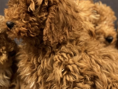 🐶 Cavapoo puppies in Wicklow 🐶