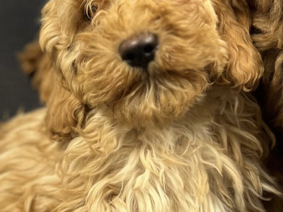 🐶 Cavapoo puppies in Wicklow 🐶