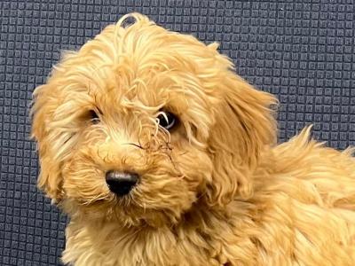 🐶 Cavapoo puppies in Wicklow 🐶