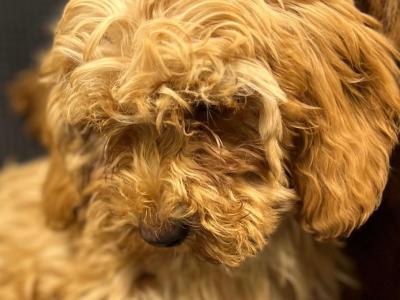 🐶 Cavapoo puppies in Wicklow 🐶