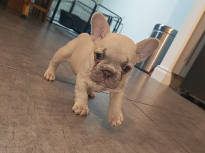 KC Registered French Bulldog Girl Pup last one