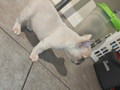 KC Registered French Bulldog Girl Pup last one