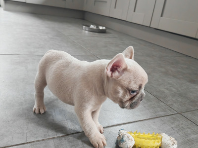 KC Registered French Bulldog Girl Pup last one