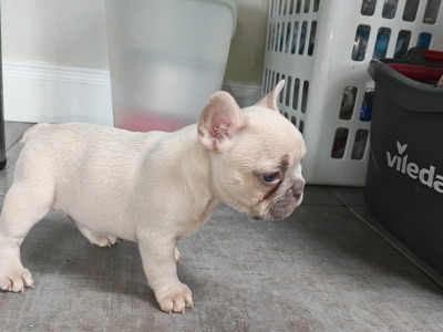 KC Registered French Bulldog Girl Pup last one