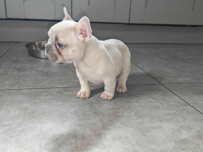 KC Registered French Bulldog Girl Pup last one
