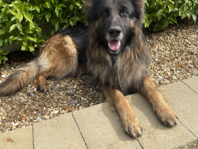 Long haired German Shepherd puppies in Tyrone