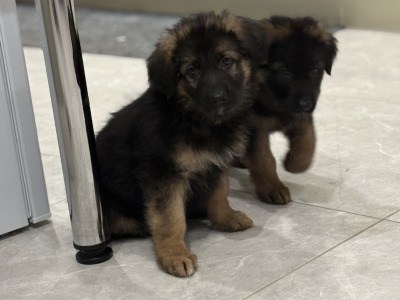Long haired German Shepherd puppies in Tyrone