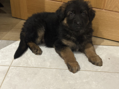 Long haired German Shepherd puppies in Tyrone