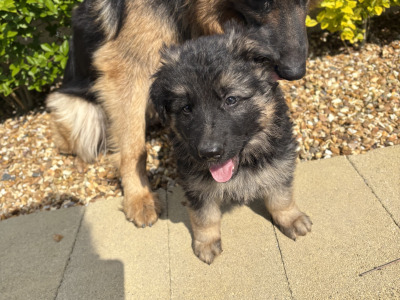 Long haired German Shepherd puppies in Tyrone