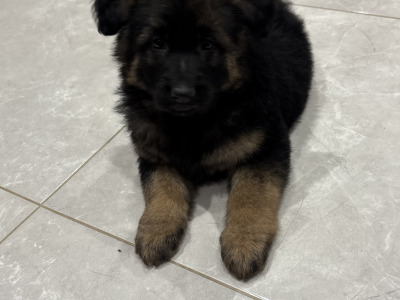 Long haired German Shepherd puppies in Tyrone