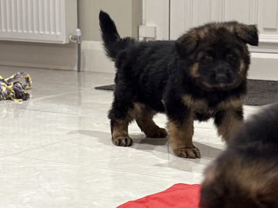 Long haired German Shepherd puppies in Tyrone