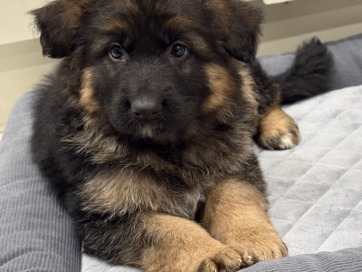 Long haired German Shepherd puppies in Tyrone