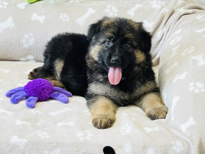 Long haired German Shepherd puppies in Tyrone