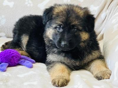 Long haired German Shepherd puppies in Tyrone