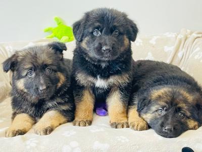 Long haired German Shepherd puppies in Tyrone