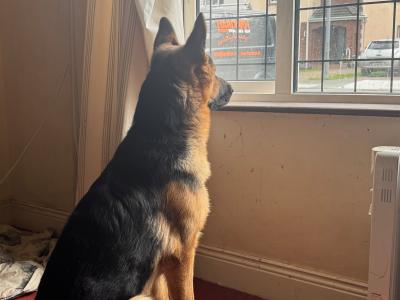 Male German Shepherd puppy 9 months old in Kerry needs a new home