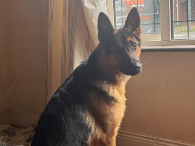 Male German Shepherd puppy 9 months old in Kerry needs a new home