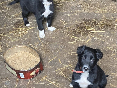 Working Black/ White collie pup 1 male left