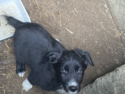 Working Black/ White collie pup 1 male left
