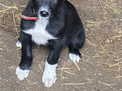 Working Black/ White collie pup 1 male left