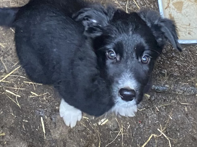 Working Black/ White collie pup 1 male left