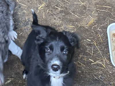 Working Black/ White collie pup 1 male left