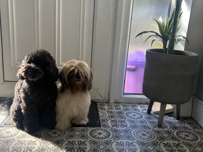 Toy Shihpoo puppies (Shih Tzu x Poodle) in Wexford