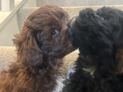 Toy Shihpoo puppies (Shih Tzu x Poodle) in Wexford