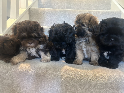 Toy Shihpoo puppies (Shih Tzu x Poodle) in Wexford