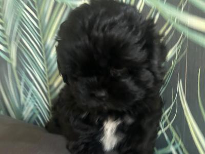 Toy Shihpoo puppies (Shih Tzu x Poodle) in Wexford