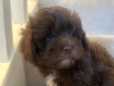 Toy Shihpoo puppies (Shih Tzu x Poodle) in Wexford