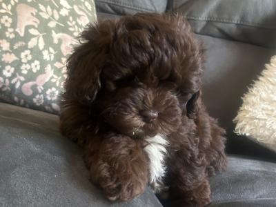 Toy Shihpoo puppies (Shih Tzu x Poodle) in Wexford