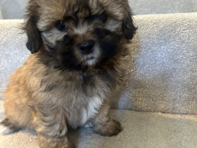 Toy Shihpoo puppies (Shih Tzu x Poodle) in Wexford