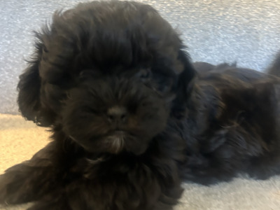 Toy Shihpoo puppies (Shih Tzu x Poodle) in Wexford