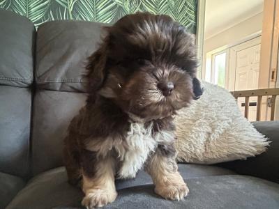 Toy Shihpoo puppies (Shih Tzu x Poodle) in Wexford
