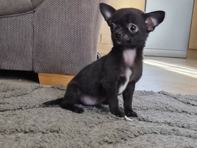 Chihuahua puppies in Tipperary