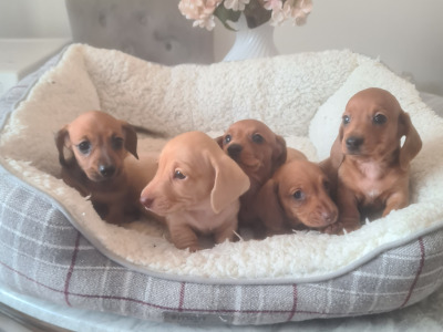 Smooth haired Dachshunds  (ikc pending)