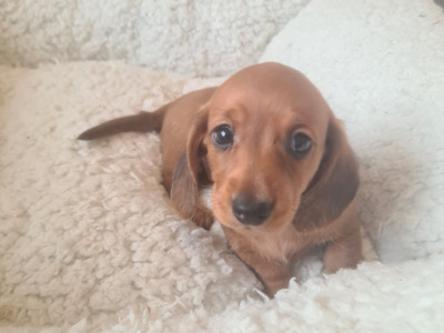 Smooth haired Dachshunds  (ikc pending)
