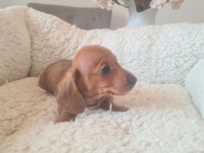 Smooth haired Dachshunds  (ikc pending)