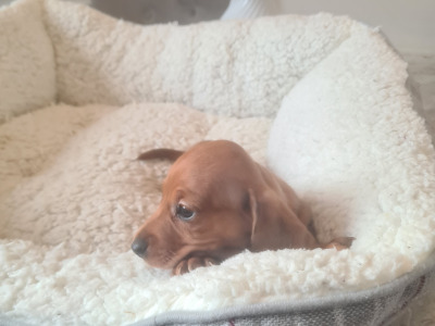Smooth haired Dachshunds  (ikc pending)