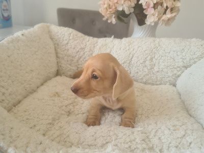 Smooth haired Dachshunds  (ikc pending)