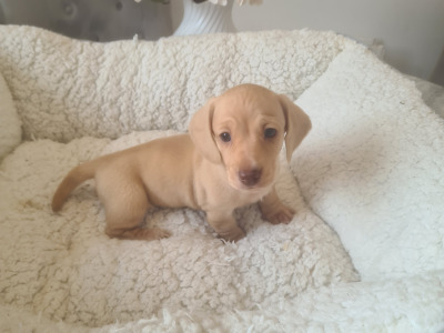 Smooth haired Dachshunds  (ikc pending)