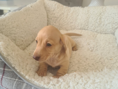 Smooth haired Dachshunds  (ikc pending)