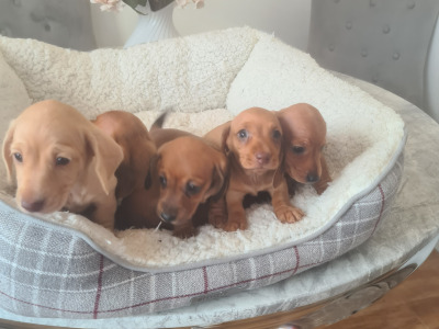 Smooth haired Dachshunds  (ikc pending)