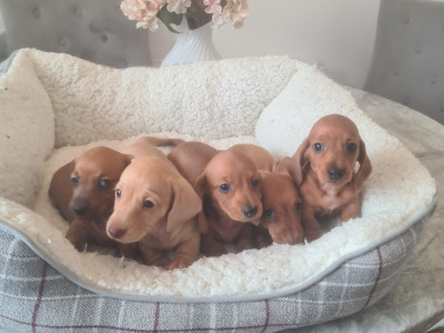 Smooth haired Dachshunds  (ikc pending)