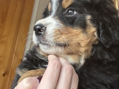 2 male Bernese Mountain Dog x Border Collie puppies in Waterford