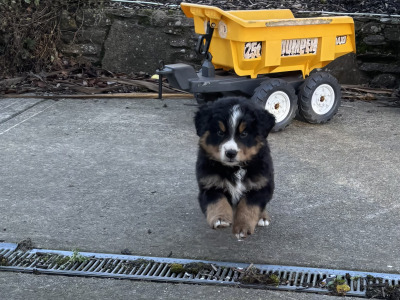 2 male Bernese Mountain Dog x Border Collie puppies in Waterford